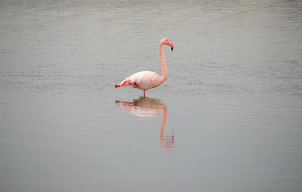 Vacances En Camargue Proche De La Mer Climatise Aigues-Mortes Extérieur photo